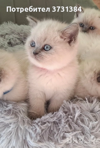 Британски колорпойнт котета, снимка 3 - Британска късокосместа - 53847230