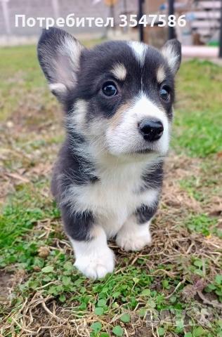 Трицветни кученца Уелско корги пембрук - мъжки, снимка 8 - Други - 53220591