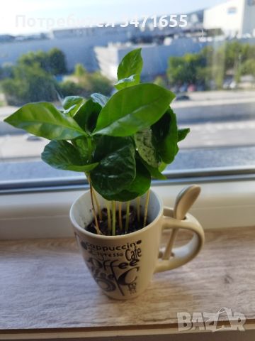 Растение цвете кафе, снимка 3 - Стайни растения - 45606113