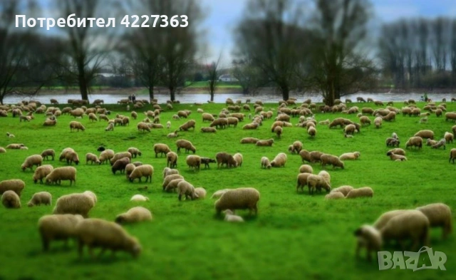 Продажба на домашни агнета от ферма, снимка 2 - Овце - 53948236