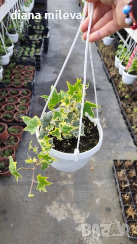 Кошница с Бръшлян, Hedera Helix Yellow Ripple, снимка 8 - Градински цветя и растения - 53377089