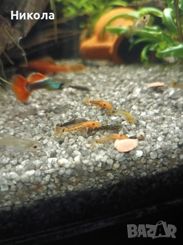 Декоративни скаридки Блу рили карбон и малки Анциструсчета!, снимка 3 - Рибки - 53771236