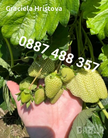 Продавам качествен разсад ягоди 