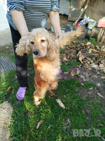 Женски Кокер Шпаньол, снимка 4 - Кокер шпаньол - 52431543