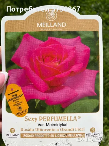 🌹РОЗА 🌹 VELASQUEZ® / Sexy PERFUMELLA® Meimirtylus 🌹, снимка 9 - Градински цветя и растения - 49672735