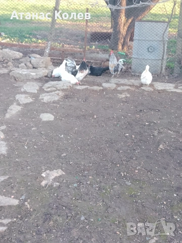  декоративни кокошки 8 евро и петли, снимка 3 - Кокошки и пуйки - 53657317