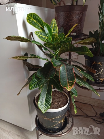Кротон, снимка 4 - Стайни растения - 54275790