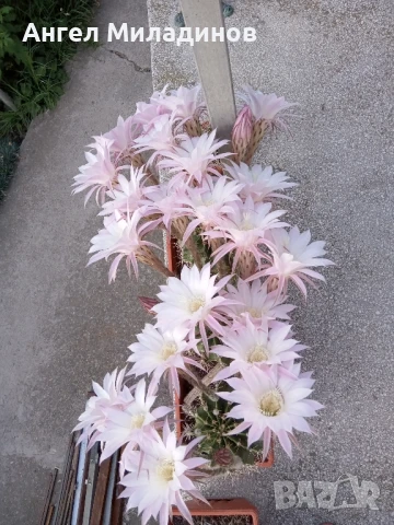 Сандъче с кактуси, снимка 11 - Стайни растения - 50008445