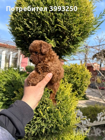 Мини той пудел момче