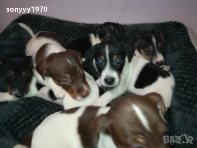 ДЖАК РЪСЕЛ ТЕРИЕР-БЕБЕТА//ВИДИН 2609252206, снимка 14 - Джак ръсел териер - 51851833