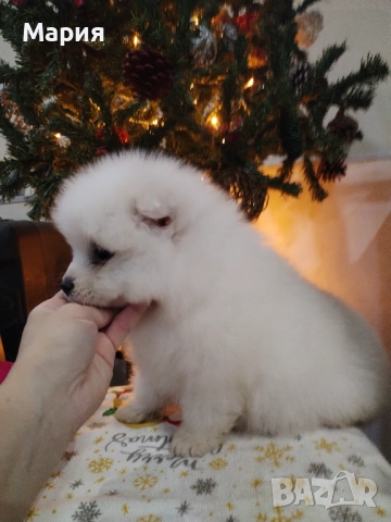 Прекрасно женско самоедче, снимка 4 - Самоед - 52508611