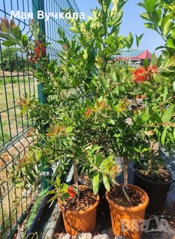 Калистемон дърво , снимка 4 - Градински цветя и растения - 53060144