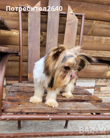 Бивер йоркширски териер (Biewer-Yorkie), снимка 13 - Йоркширски териер - 53409225