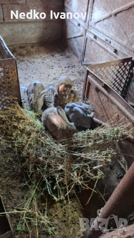 Зайци, снимка 3 - Други животни - 52341457