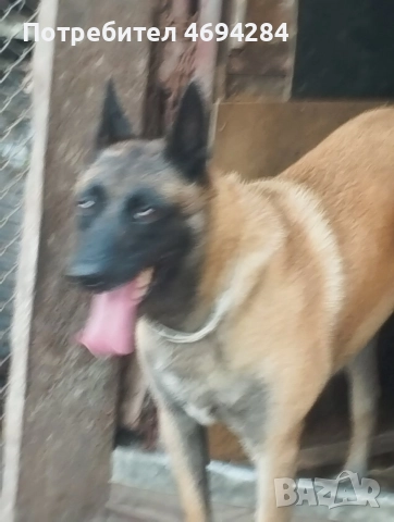 Белгийска овчарка Малинла , снимка 5 - Белгийска овчарка - 52919170