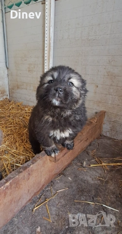 Кавказки овчарки , снимка 3 - Кавказка овчарка - 53990762