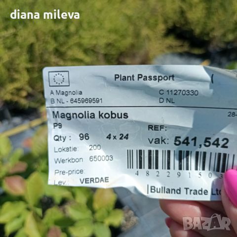  Магнолия Кобус, Magnolia Kobus, снимка 6 - Градински цветя и растения - 45806516
