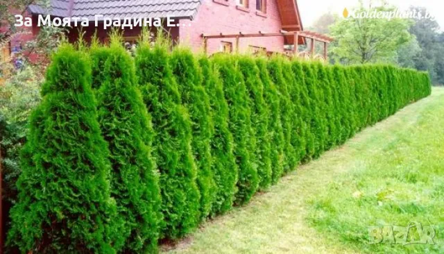 Западна Туя Брабант с Високо качество , снимка 6 - Градински цветя и растения - 49492242