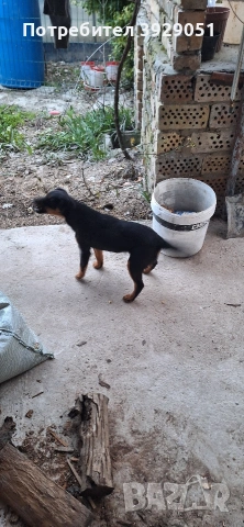 Продавам ягдтериер, снимка 8 - Ягдтериер - 53889726