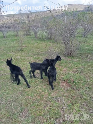 Биволско , овче и козе сирене , снимка 3 - Домашни продукти - 51200169