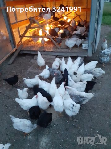 продавам малки и голями пилета , снимка 3 - Кокошки и пуйки - 46308014