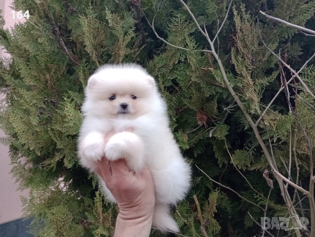 Мъжки и женски Померани. Реални снимки от 22.03.26 г. , снимка 7 - Померан - 53910902