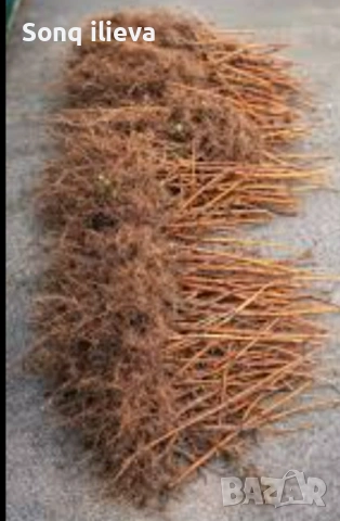 Продавам ягоди и малини, снимка 14 - Разсади - 54270403