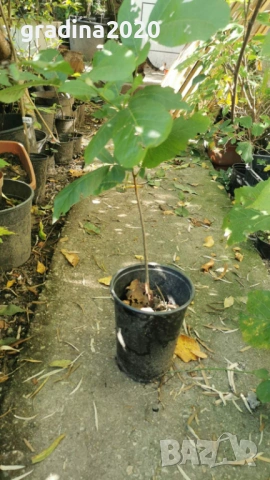 Разсад Орех Пекан, снимка 5 - Разсади - 47897139