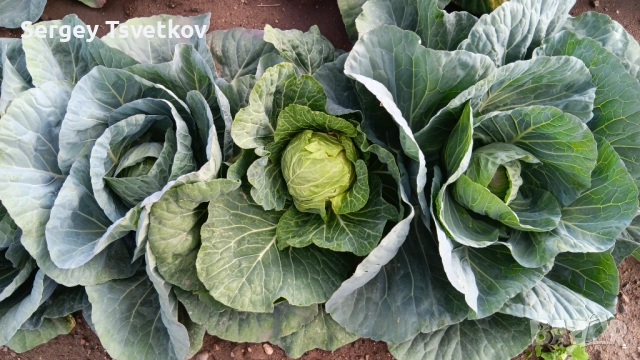 Агрономически консултации - овощни,зеленчукови и полски култури, снимка 6 - Други оферти за работа - 52306727