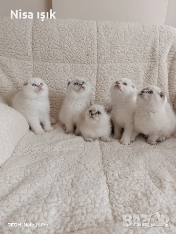 не са красиви те просто са уникални в хасков сме