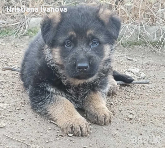 Чистокръвни немски овчарки, снимка 3 - Немска овчарка - 53779107