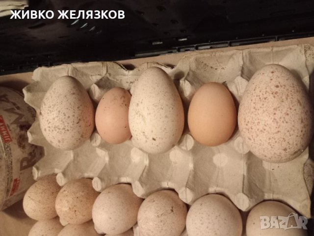 ПРОДАВАМ ПУЕШКИ ЯЙЦА, снимка 4 - Кокошки и пуйки - 40087456