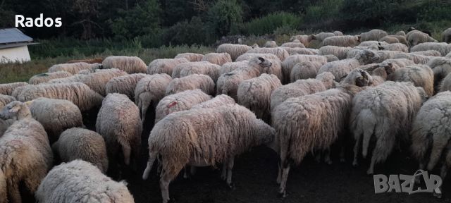Продавам стадо овце, снимка 6 - Овце - 46410506
