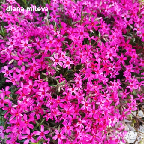  Флокс Scarlet Flame, почвопокривен, многогодишен, студоустойчив