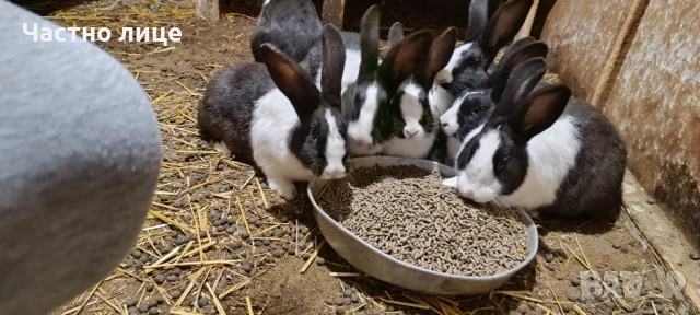 Продавам 5 женски млади холандски зайки, снимка 4 - Други - 54044428