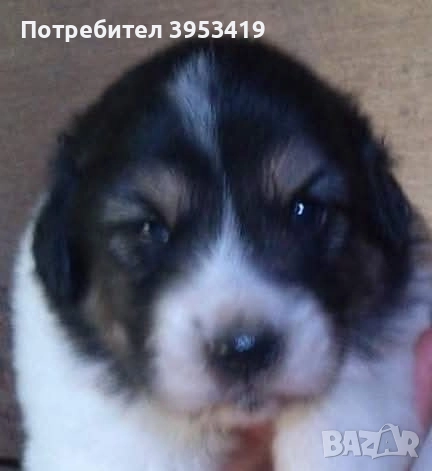 чистопородни каракачански кученца -линия гуджо , снимка 6 - Други - 51710824