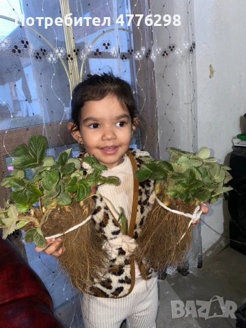 Качествен разсад малини и ягоди , снимка 2 - Разсади - 54051598