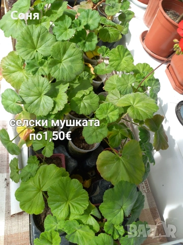 Мушкато , снимка 17 - Градински цветя и растения - 53679174