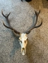 ловен трофей /рога/ 70см., снимка 5