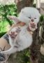 Шотландски котета сребърна чинчила, снимка 3
