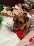 Йоркширски териер , снимка 5