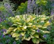 Hosta Gold Standard(Хоста Златен стандарт), снимка 1