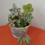 Сукуленти вкоренени микс, снимка 6