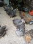 Найхубави пилета от Катунски кокошки.  От Кърджали, снимка 5