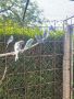Вълнисти папагали 2024 и канарче женска, снимка 1 - Папагали - 46017949