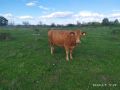 продавам крави, снимка 1 - Крави - 45133621