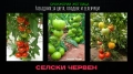 Семена домати от Селски червен и Селски розов гигант, снимка 4