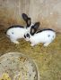 Продавам млади зайци , снимка 1 - Други животни - 40268728