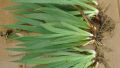 Градински перуники (Iris), снимка 6