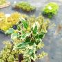 Илекс, Ilex aquifolium 'Ferox Argentea', студоустойчив, многогодишен, снимка 4